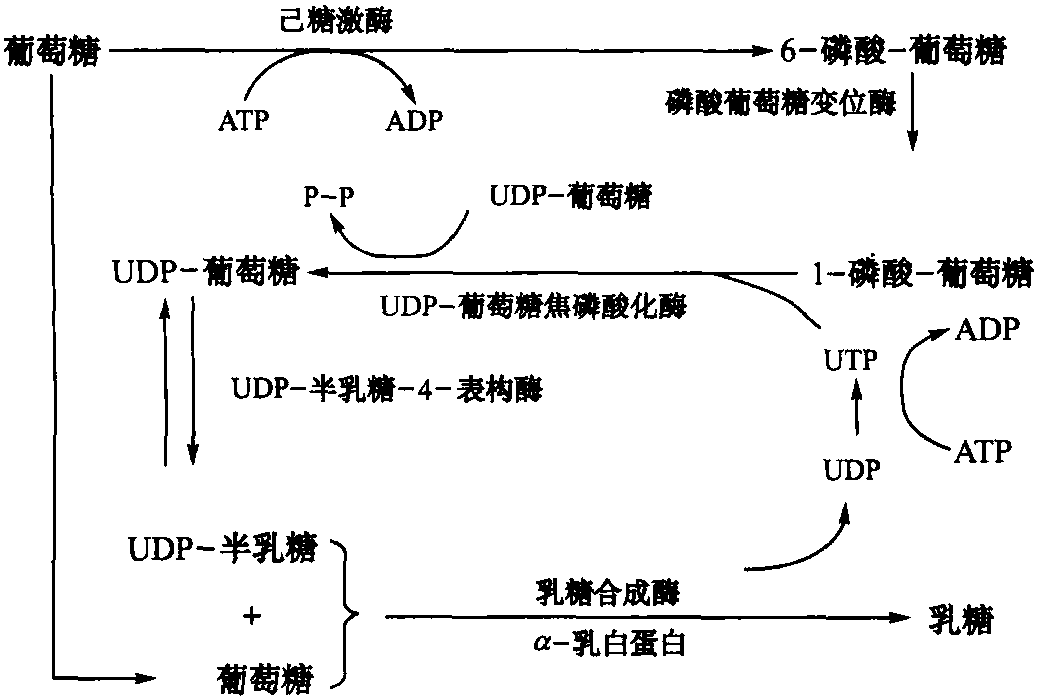 第三节 乳糖的合成